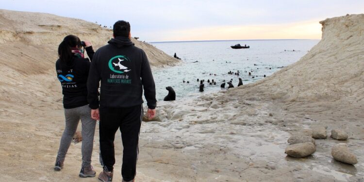 Un estudio reveló que el snorkel con lobos marinos genera más de 700 mil dólares al año
