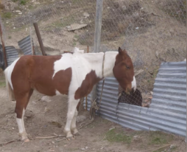 Caballo desató operativo policial en la Ducós