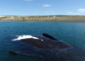 Chubut apuesta fuerte: ballenas y nueva ruta para potenciar el turismo