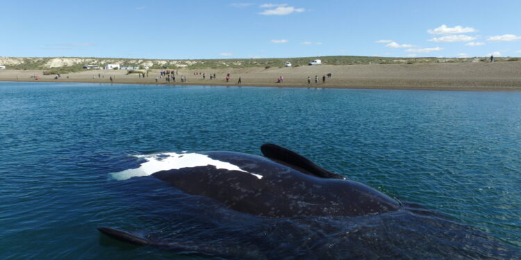Chubut apuesta fuerte: ballenas y nueva ruta para potenciar el turismo