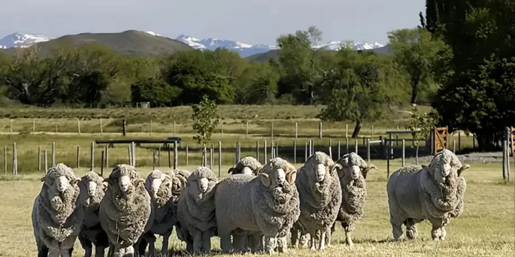 Preocupación de los criadores de Merino por el avance de la sarna ovina en Chubut