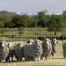 Preocupación de los criadores de Merino por el avance de la sarna ovina en Chubut