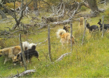 Tierra del Fuego avanza en un plan integral contra los perros asilvestrados