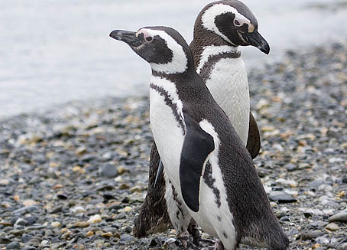 Alarma en Chubut y Santa Cruz por la aparición de pingüinos muertos