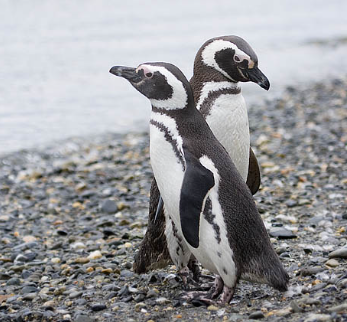 Alarma en Chubut y Santa Cruz por la aparición de pingüinos muertos