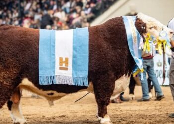Cabaña San Marón se quedó con el Gran Campeón Macho Hereford en la Rural de Palermo