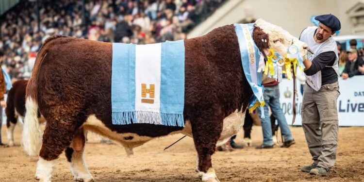 Cabaña San Marón se quedó con el Gran Campeón Macho Hereford en la Rural de Palermo