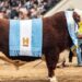 Cabaña San Marón se quedó con el Gran Campeón Macho Hereford en la Rural de Palermo