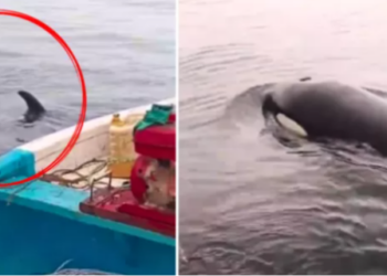 Pescadores de Coronel liberaron a una orca atrapada en un lastre