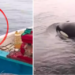 Pescadores de Coronel liberaron a una orca atrapada en un lastre