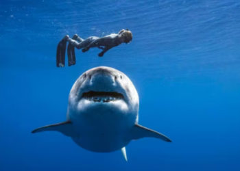 Día del Tiburón, la bióloga que nada con tiburones para cambiar el miedo por conservación