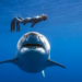 Día del Tiburón, la bióloga que nada con tiburones para cambiar el miedo por conservación