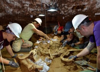 Investigadores asociados al IDEAus-CONICET integran el equipo que descubrió restos únicos de rinocerontes de 200.000 años en España