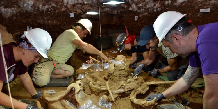 Investigadores asociados al IDEAus-CONICET integran el equipo que descubrió restos únicos de rinocerontes de 200.000 años en España