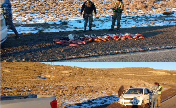 Secuestran carne de guanaco y ñandú en control rural sobre la Ruta 26