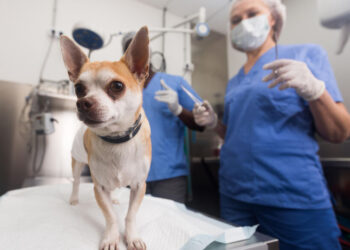 Campaña gratuita de esterilización para perros y gatos en el barrio Sarmiento