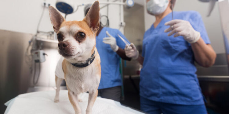Campaña gratuita de esterilización para perros y gatos en el barrio Sarmiento