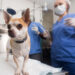 Campaña gratuita de esterilización para perros y gatos en el barrio Sarmiento