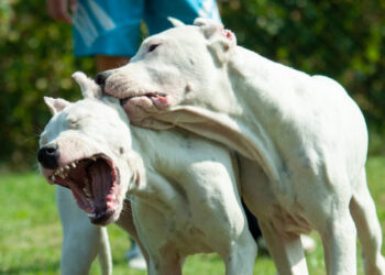 Conmoción en San Martín: dos dogos mataron a un perro comunitario