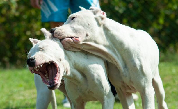 Conmoción en San Martín: dos dogos mataron a un perro comunitario