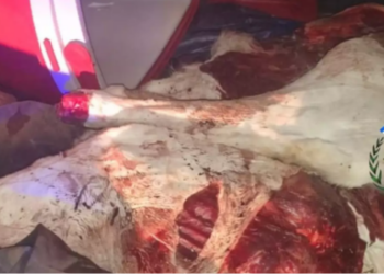 Evadió un control y llevaba carne de guanaco en el baúl