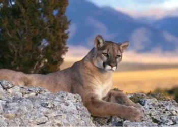 Denuncia en redes permitió frenar la caza furtiva de un puma en Neuquén