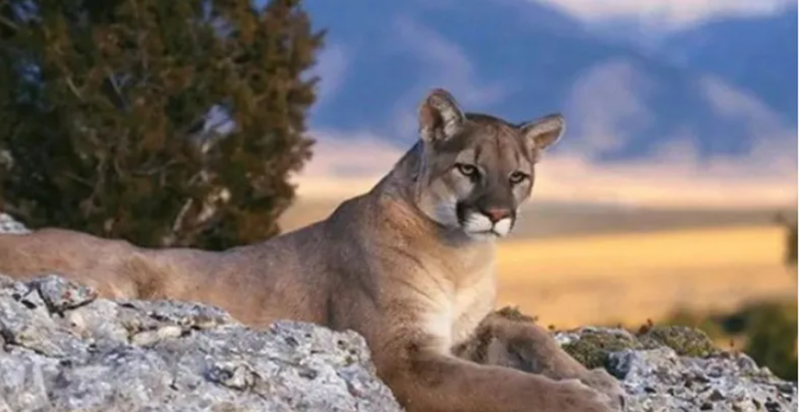 Denuncia en redes permitió frenar la caza furtiva de un puma en Neuquén