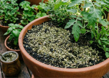 La yerba usada puede beneficiar a las plantas