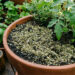 La yerba usada puede beneficiar a las plantas