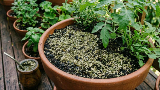 La yerba usada puede beneficiar a las plantas