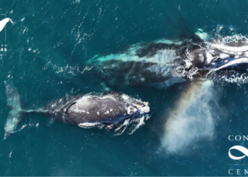 Ballena franca austral viajó del Atlántico al Pacífico y sorprendió a científicos