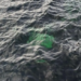 Hallaron una camioneta hundida en el Lago La Plata