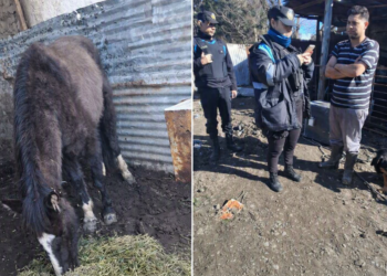 Investigan presunto caso de maltrato animal en barrio Laprida