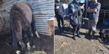 Investigan presunto caso de maltrato animal en barrio Laprida