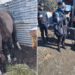 Investigan presunto caso de maltrato animal en barrio Laprida