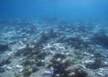 Un buzo registró toneladas de desechos pesqueros en el Golfo Nuevo