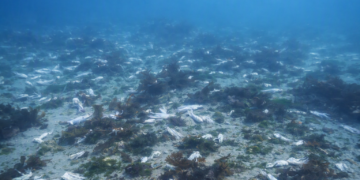Un buzo registró toneladas de desechos pesqueros en el Golfo Nuevo