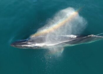 Un seguimiento satelital permite conocer por primera vez el recorrido migratorio completo de una ballena sei