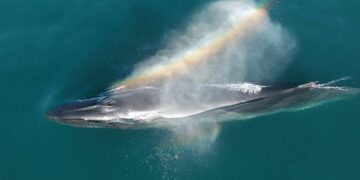Un seguimiento satelital permite conocer por primera vez el recorrido migratorio completo de una ballena sei