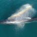 Un seguimiento satelital permite conocer por primera vez el recorrido migratorio completo de una ballena sei