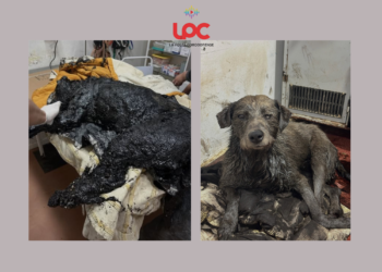 Nico, el perro empetrolado, evoluciona favorablemente: continúa su recuperación bajo atención veterinaria