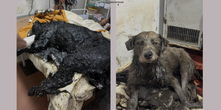 Nico, el perro empetrolado que movilizó a Comodoro: cómo fue el rescate y cuál es su estado