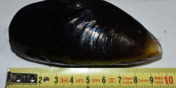 Investigadores de Chubut publican estudio sobre cultivo de mejillón