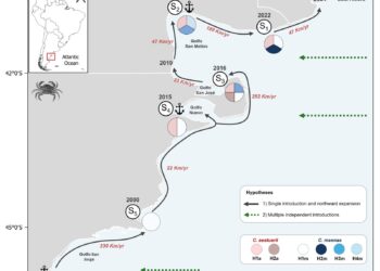Científicas del CENPAT revelan múltiples introducciones del cangrejo verde en Patagonia