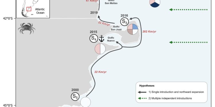 Científicas del CENPAT revelan múltiples introducciones del cangrejo verde en Patagonia