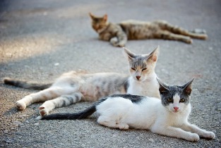 Declararon a 23 gatos rescatados en Rawson como sujetos de derecho