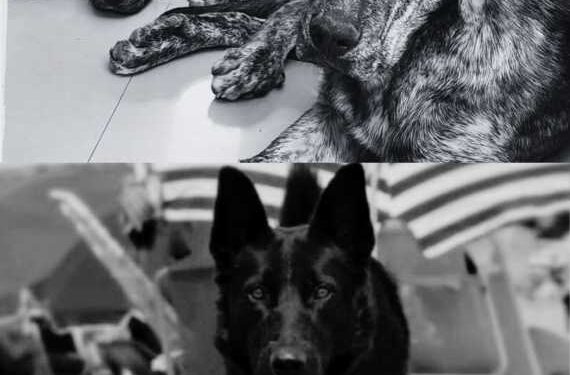 Rawson: la jueza Ponce absolvió al único acusado por la muerte de tres perros envenenados