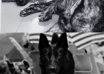 Alegatos finales en el juicio por los tres perros envenenados en Rawson