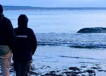 Hallaron dos ballenatos muertos en la costa de Puerto Madryn