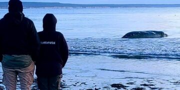 Hallaron dos ballenatos muertos en la costa de Puerto Madryn